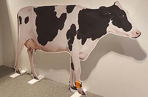 Connected Cow Connected Cow