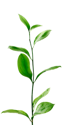 Plant A Tree Plant A Tree