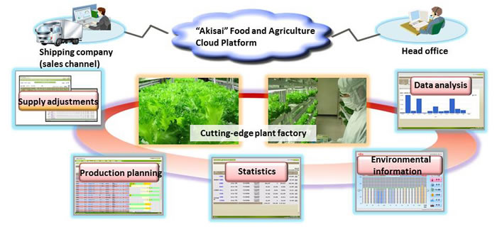 How Akisai is used in the plant factory