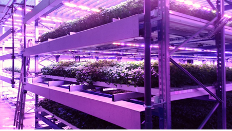 Figure: Growing leafy vegetables in multi-tier growing trays under LEDs