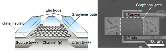 Figure 2: The newly developed graphene gate sensor, a schematic (left), and a scanning electron microscope image (right) of the produced sensor