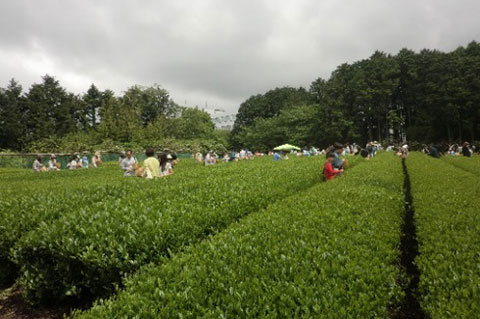 Tea garden (tea picking festival)