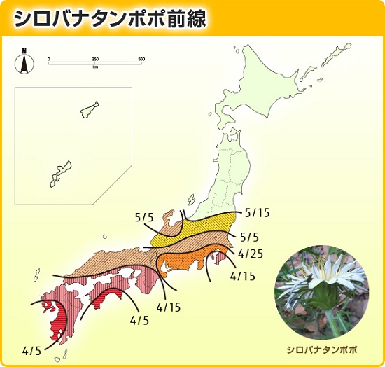 シロバナタンポポ前線マップ シロバナタンポポ前線について(愛知教育大学 教授 渡邊幹男氏からのコ