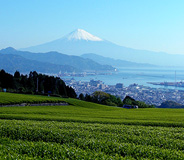 静岡市日本平のお茶畑より、富士山を望む写真