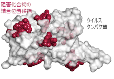 図1 ウイルスタンパク質と阻害化合物のドッキングシミュレーション