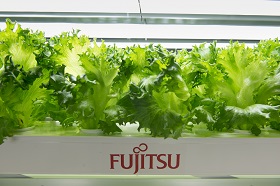 Picture: Lettuce cultivated in the Aizu Wakamatsu Akisai Plant Factory