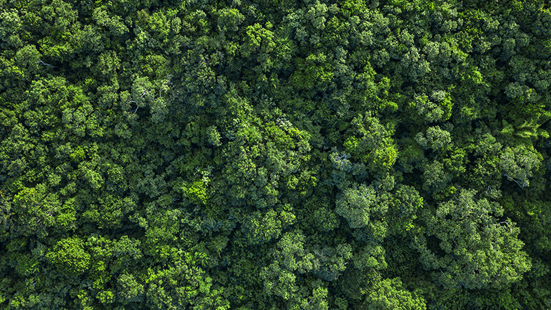 Green trees 