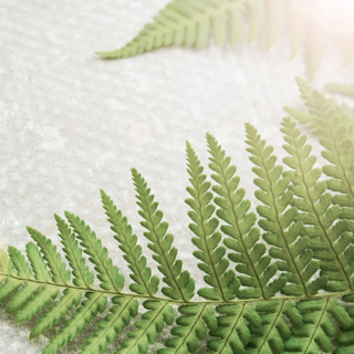 Fern leaves - Environment