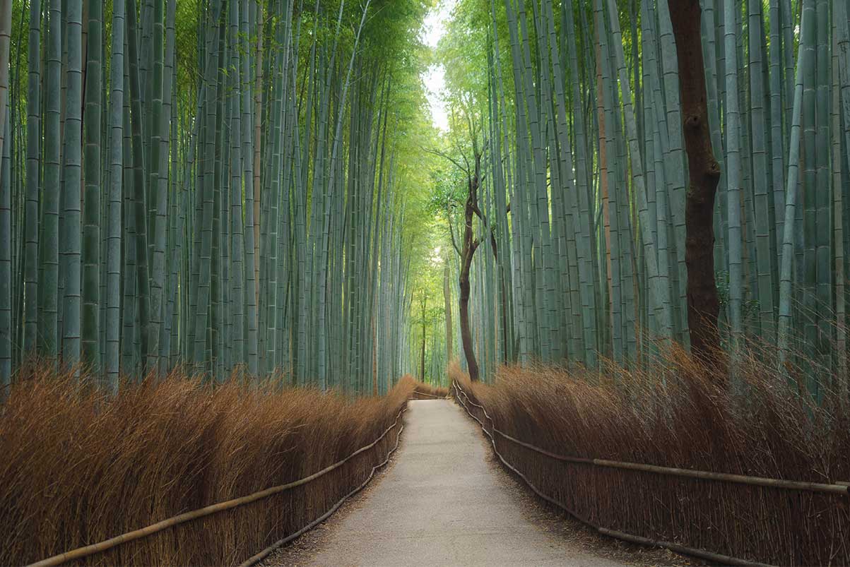 pathway at japanese bamboo forest in Japan