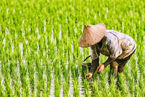 Transforming the $450 billion rice trade