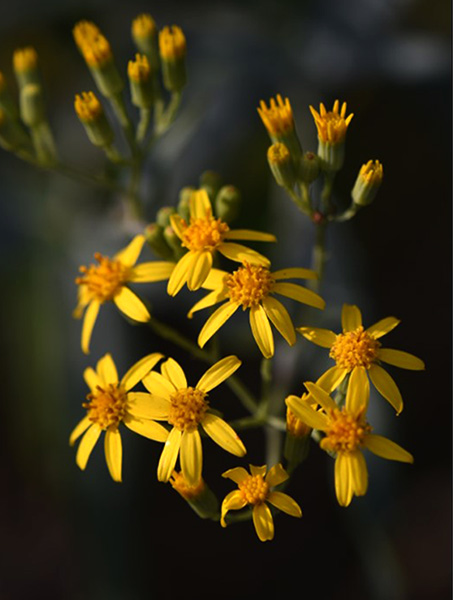 Photo : Senecio linearifolius var dangarensis – one of the threatened plant species that was successfully identified during the trial.  (Photo credit: Lucas Grenadier)