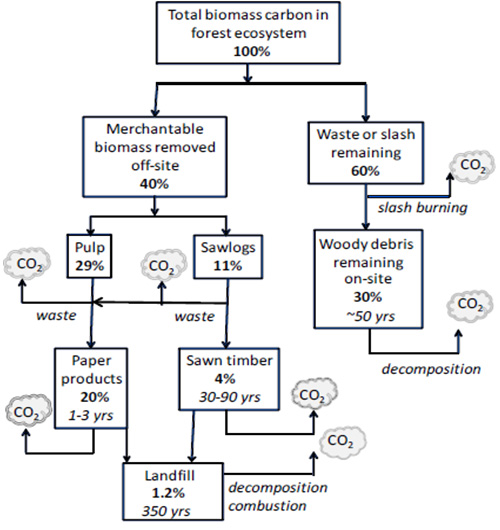 Figure 1. Carbon flow with usage of forest resources