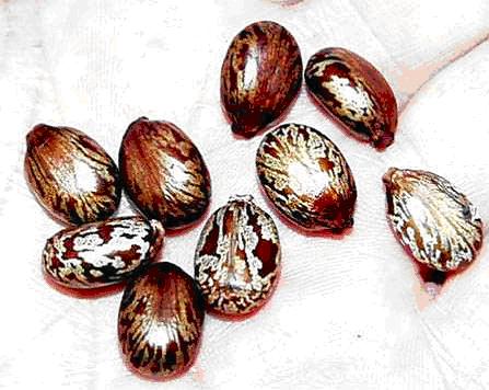 Castor bean seeds