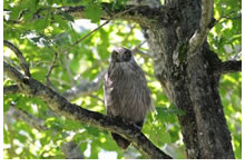 Blakiston's Fish Owl