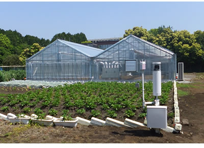Photo: Akisai Farms at Fujitsu's Numazu facility