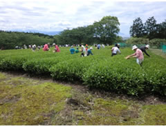 The Tea Harvest Festival