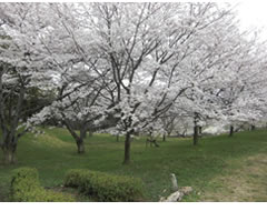 Ikoi-no-sato, a part of the Numazu Plant site.