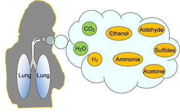 Figure 1: Conceptual image of component gases in a person's breath