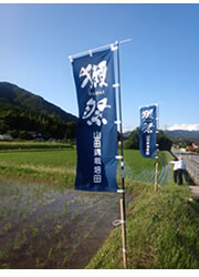 A Yamada Nishiki rice field