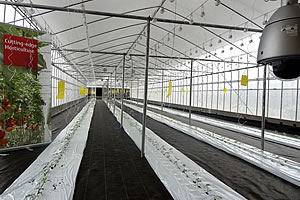 Figure 2. Greenhouse cultivation zone