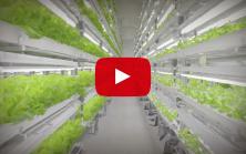 Connected Lettuce video