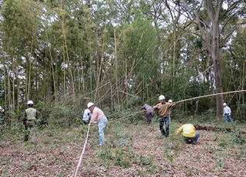 Bamboo grove cutting work