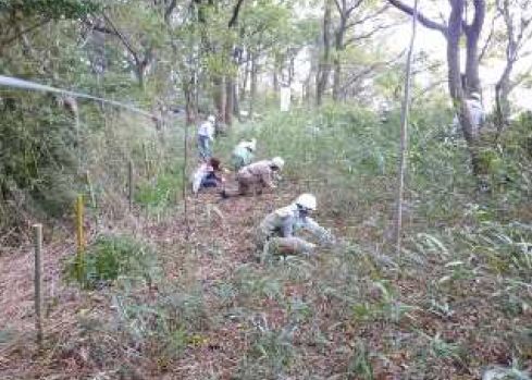 Undergrowth cutting work