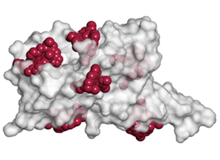 Fig.1 Docking simulation of viral protein and inhibitory compound