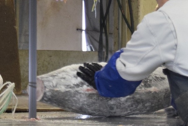 Image 1: Conventional inspection process of the freshness of frozen tuna where the tail of the fish is cut