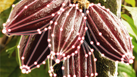 Evergreen, versatile and reliable.