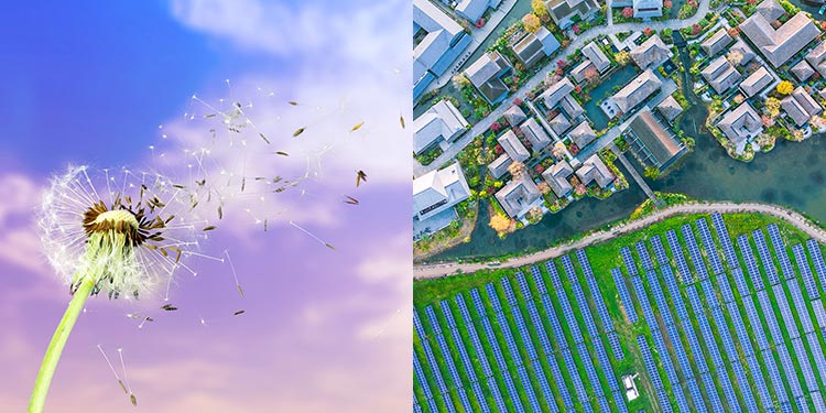 On the left is: This photo shows the seed dispersal of a dandelion representing future growth and the next generation. On the right is: This picture shows a factory plant within society using sustainable solar panels.