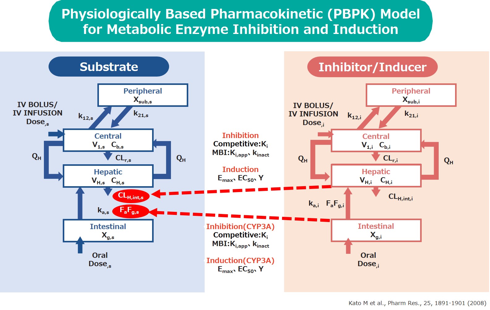 Feature2 Metabolic enzyme inhibition (competitive inhibition/MBI) and induction model
