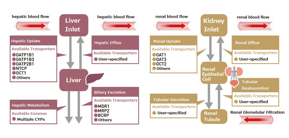 Feature8 Transporter Inhibition Model