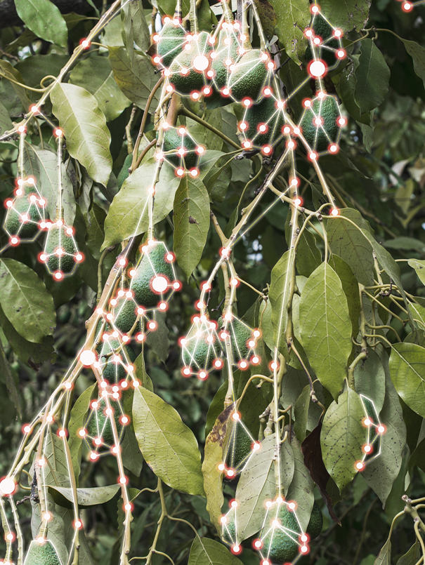 img-gig5-avocado-parallax-scrollable-text-605x805px