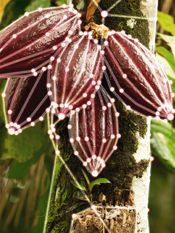 img-gig5-cacao-parallax-scrollable-text-605x805px