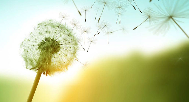 Dandilion blowing in the wind