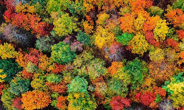 Forest treetops symbolizing sustainability transformation.