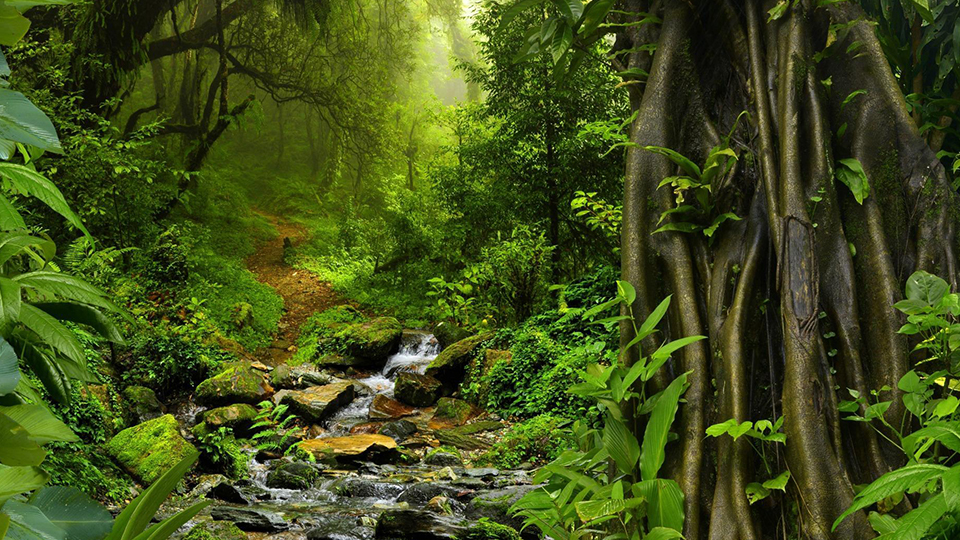 teaser-banner-data-jungle-junglebook