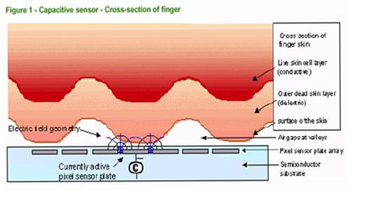 Capacitive sensor - cross-section of finger