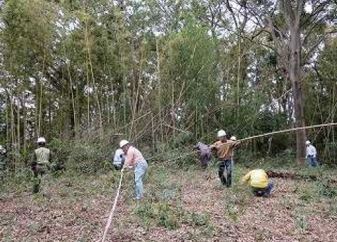 竹林伐採作業