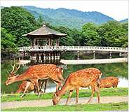 奈良市 奈良公園 鷺池の「浮見堂」の写真