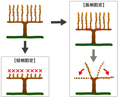 第01回 葡萄と長くよい関係を維持するための 剪定 せんてい 富士通マーケティング