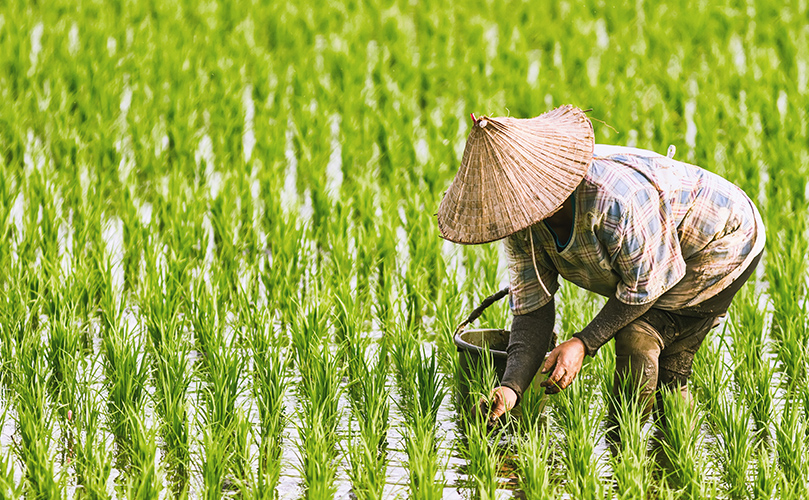 Onward Holdings, Japan