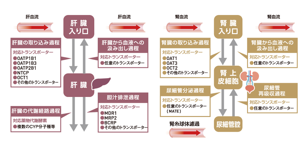 特長8 トランスポーター阻害モデル