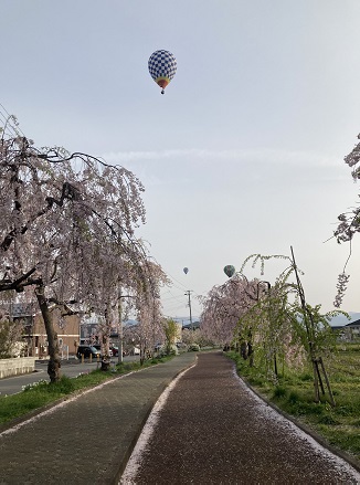 日中線記念自転車歩行者道のしだれ桜