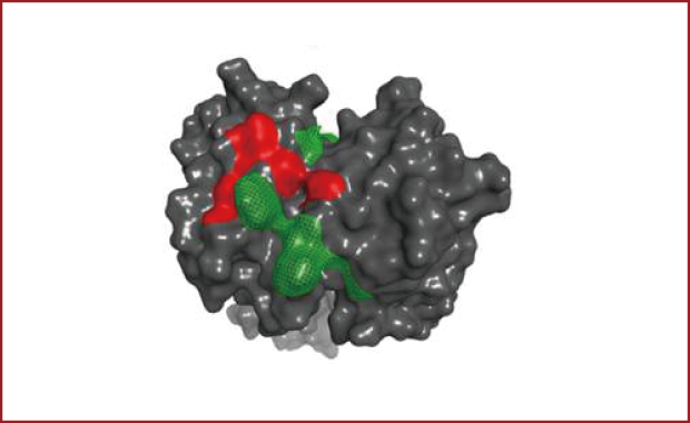 タンパク質・抗体モデリングと構造解析