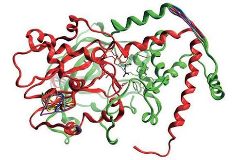 Nitrile hydratase 2量体のリガンド存在下での立体構造モデル。