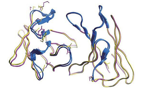 マウス抗体の立体構造（紫）と予測した抗体モテル構造（黄）の重ね合わせ。CDR（青）、左側：VHドメイン　右側：VLドメイン、側鎖表示は残基間RMSD＞1A部分。