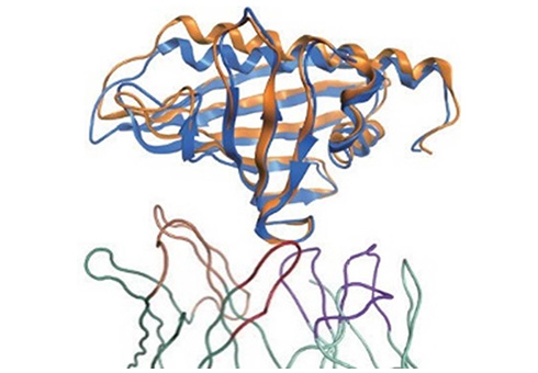 アレルギー抗原と抗体（PDB ID:1FSK）のドッキングシミュレーション結果（橙: 実験結果、青: 予測結果）。