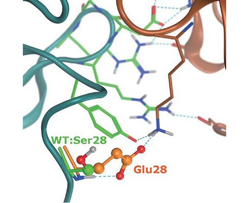 抗原（茶）との親和性が向上する抗体の設計例。野生型（緑：Ser28）、最良モデル（橙: Glu28）。